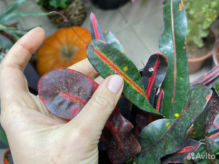 Кротон кодиеум 120см