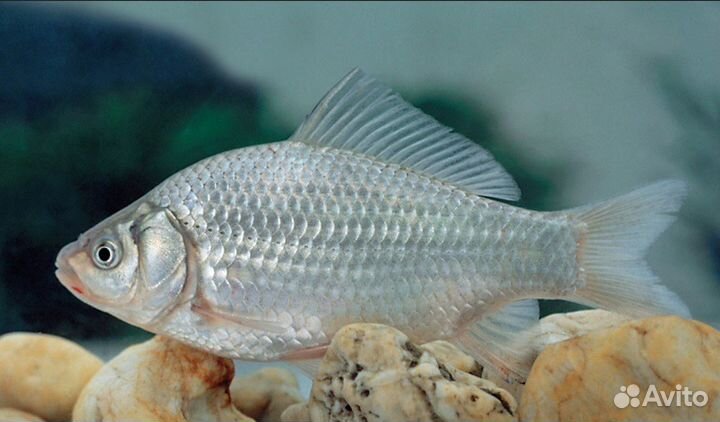 Живец - карась