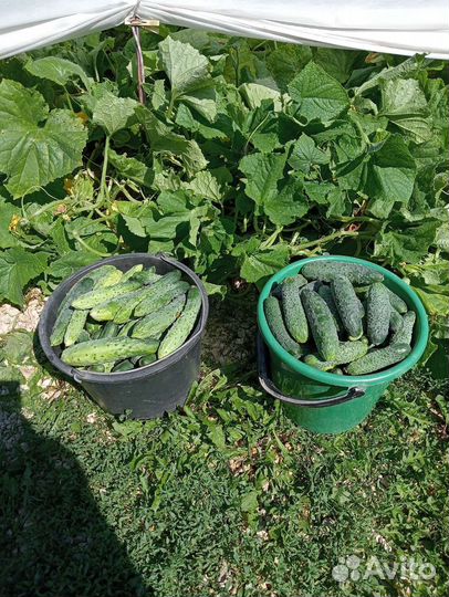 Огурцы Герман и ухожор