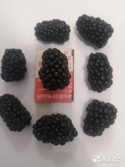 Ежевика безшипая Полар