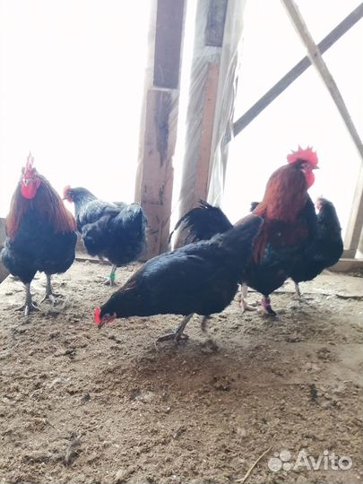 Инкубационное яйцо породной птицы