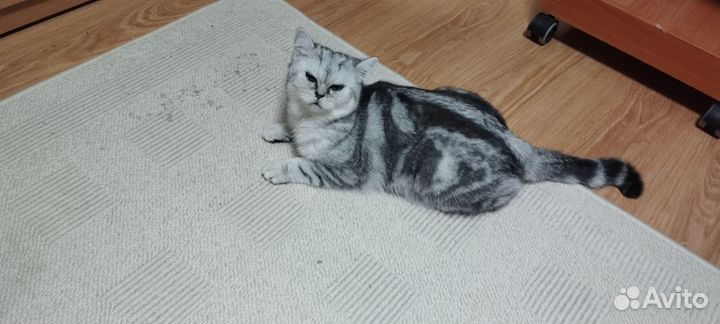 Котик британец