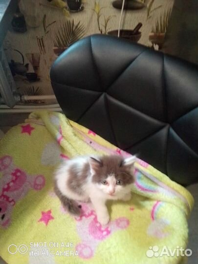 Котята