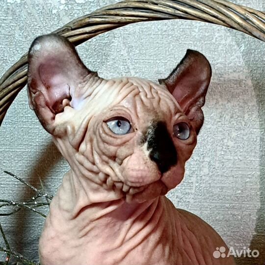 Эльф Канадский сфинкс котенок девочка