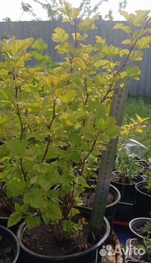 Пузыреплодник