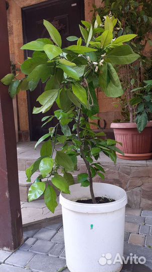 Мандарин уншиу