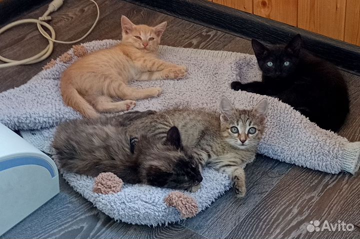 Котята сибирской кошки