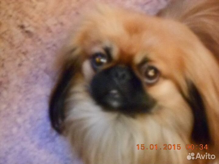 Пекинес для вязки