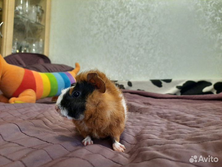 Морская свинка мальчик