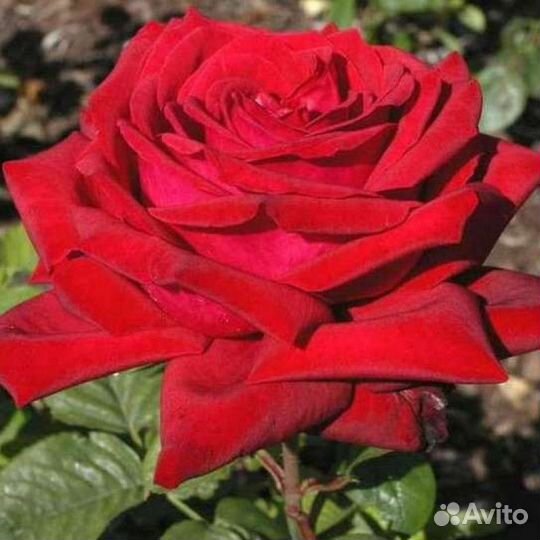 Роза/яблоня/груша/слива/черешня/абрикос/виноград