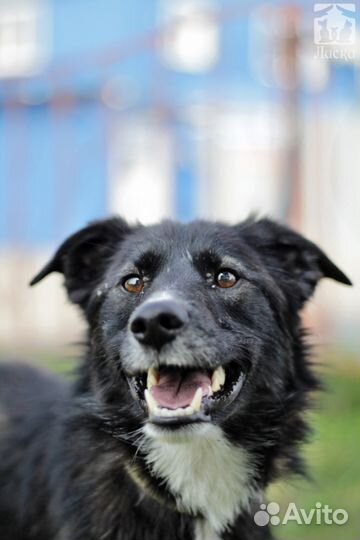 Веселая Джуси