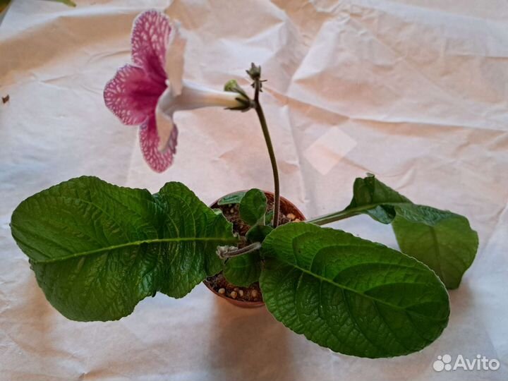 Стрептокарпус, фиалка