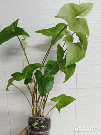 Сингониум, Гастерия