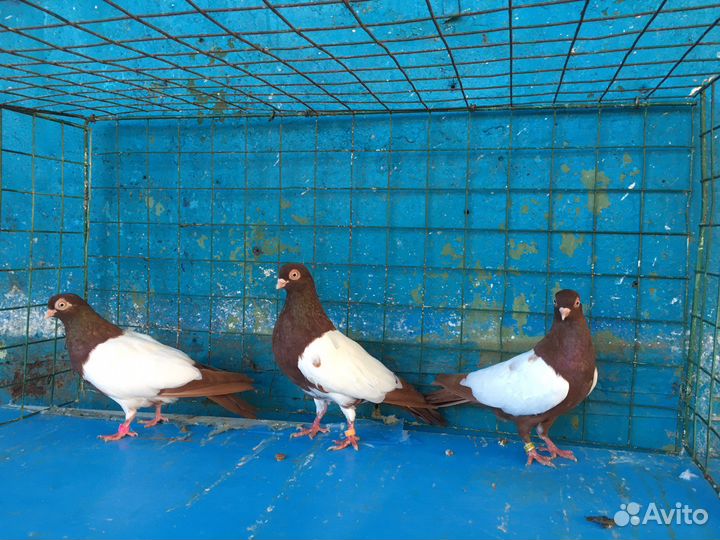 Продажа голубей
