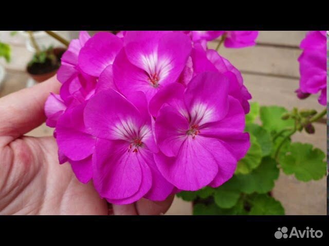 Пеларгонии сортовые