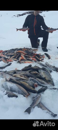 Зимняя рыбалка на кольском п-ве