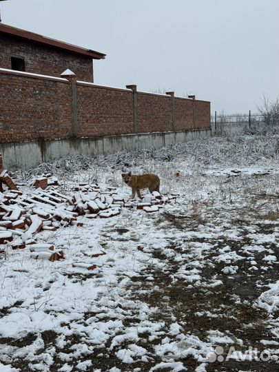 Щенки немецкой овчарки