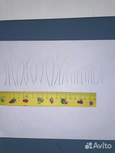 Кошачьи усы