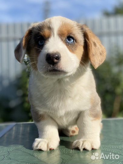 Вельш корги