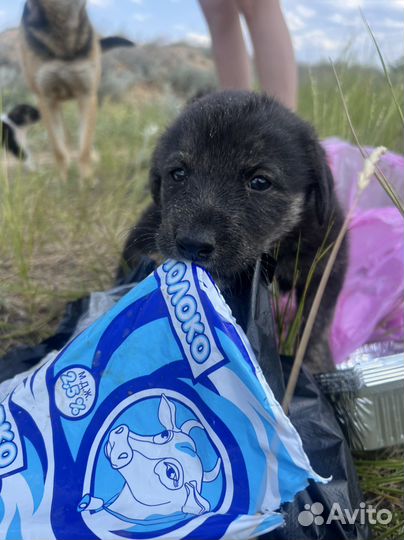 Собака в добрые руки отдам бесплатно