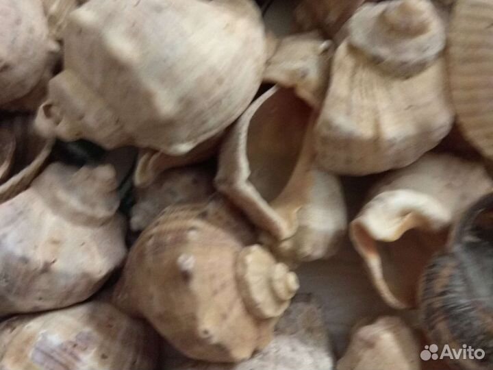 Морские ракушки раковины