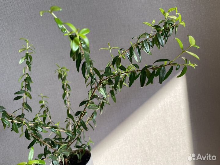 Комнатные цветы мирт