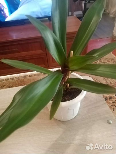 Традесканция рео