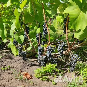 Виноград - купить в Саратовской области