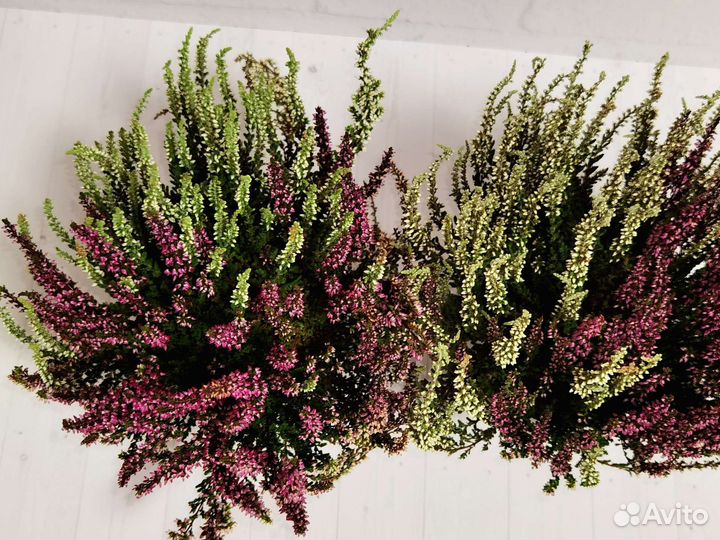 Каллуна вереск, комнатные цветы