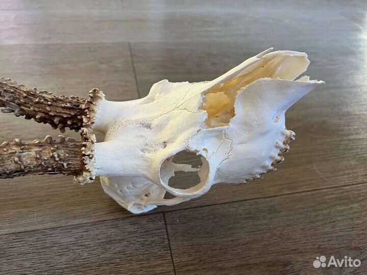 Череп оленя