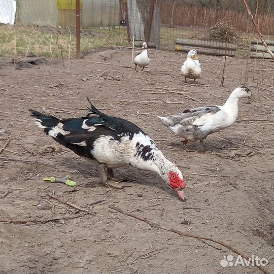 Китайский шелковый петух и семья индоуток