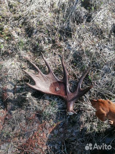 Продам рога лося