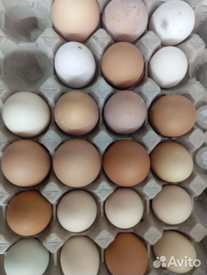 Яйцо куриное, перерелиное