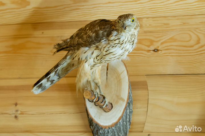 Чучело птицы