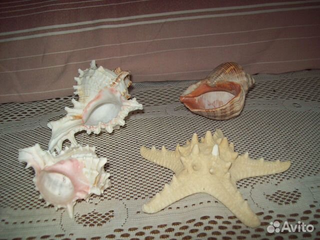 Звезда и ракушки морские в аквариум