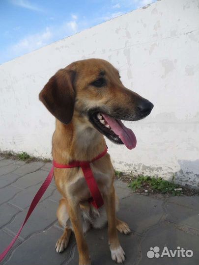 Малышка ищет дом