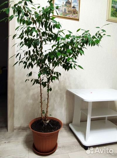 Фикус бенджамина