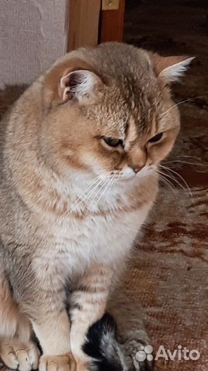 Шотландский, золотой кот 2 г. вязка ворошиловский