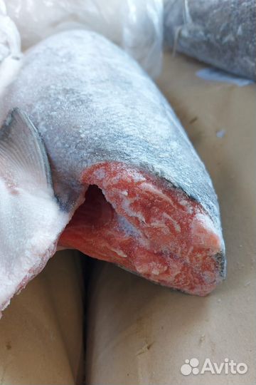 Кижуч Оптом