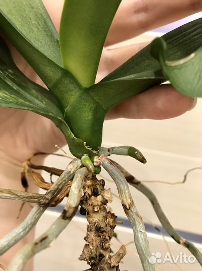 Орхидея фаленопсис реанимашка