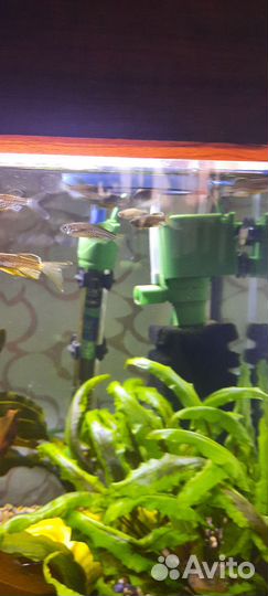 Данио леопардовые