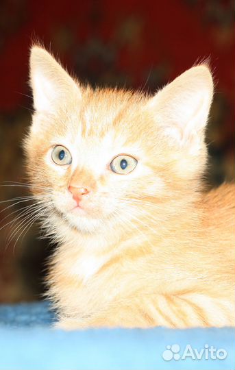 Рыжий кот