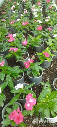 Катарантус ампельный