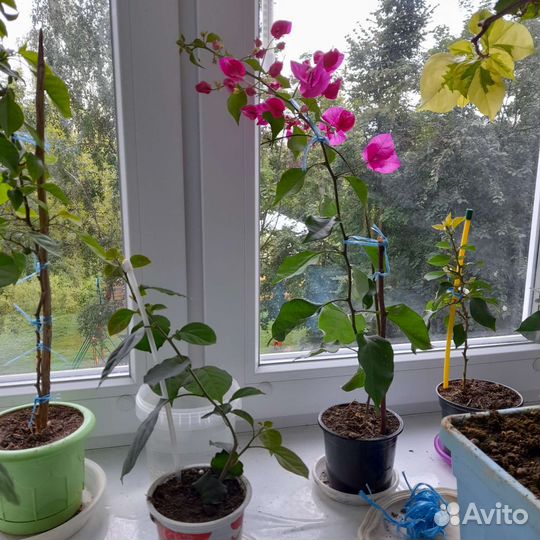 Бугенвиллия