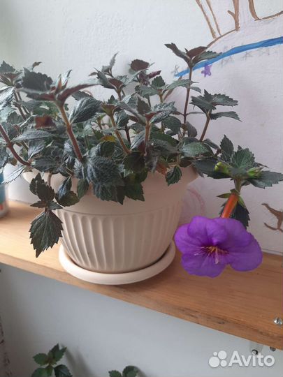 Ахименес с горшком