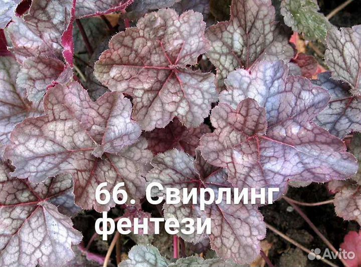 Гейхера набор Серебро 6 сортов