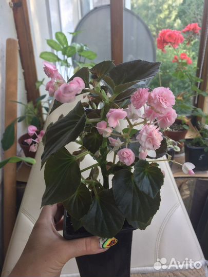 Бегония вечноцветущая махровая