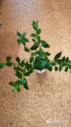 Эсхинантус