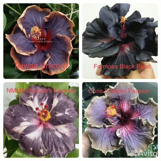 Шикарные гибискусы