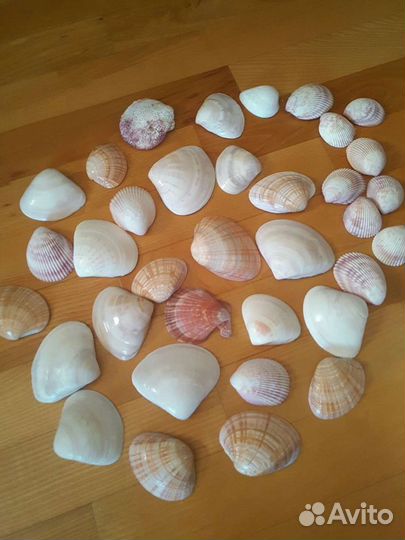 Морские ракушки